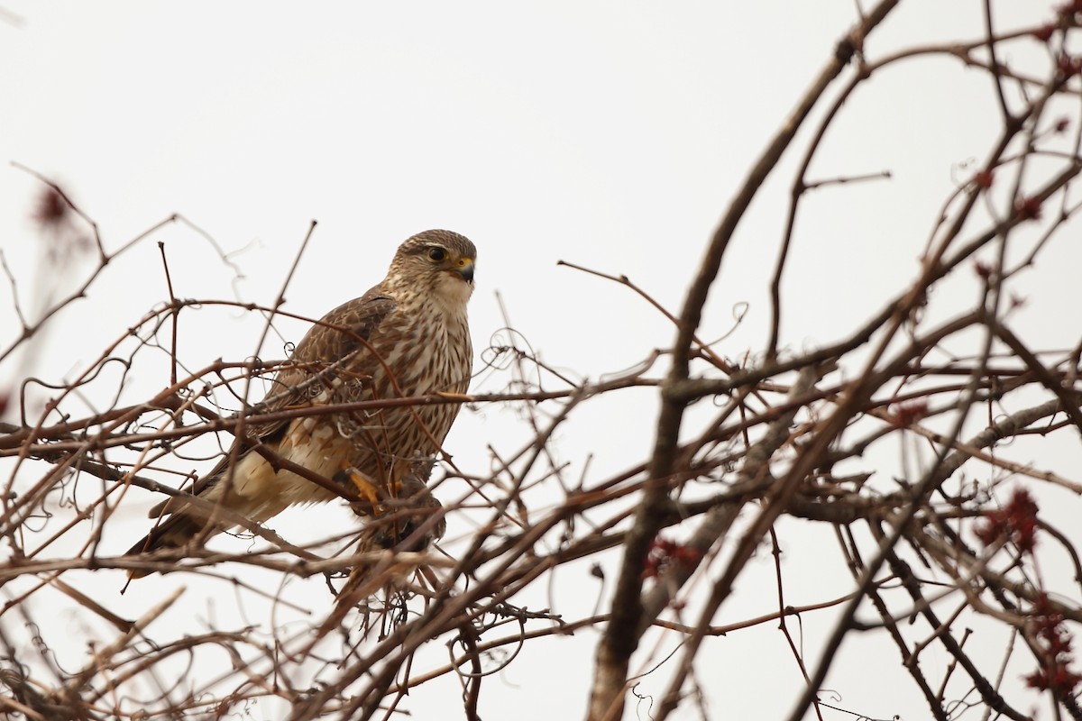 Faucon émerillon (columbarius) - ML93060811