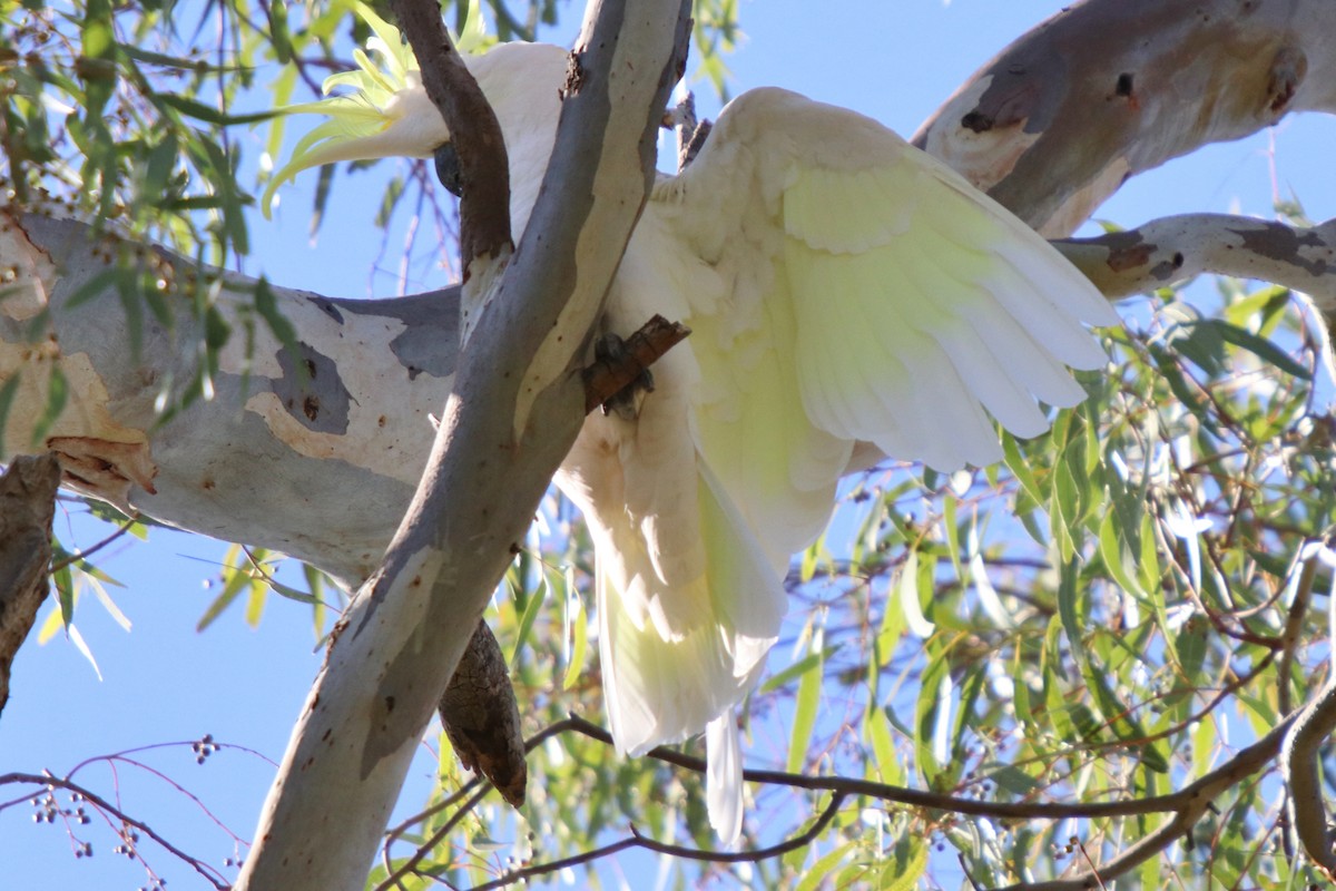 Sulphur-crested Cockatoo - ML93063521