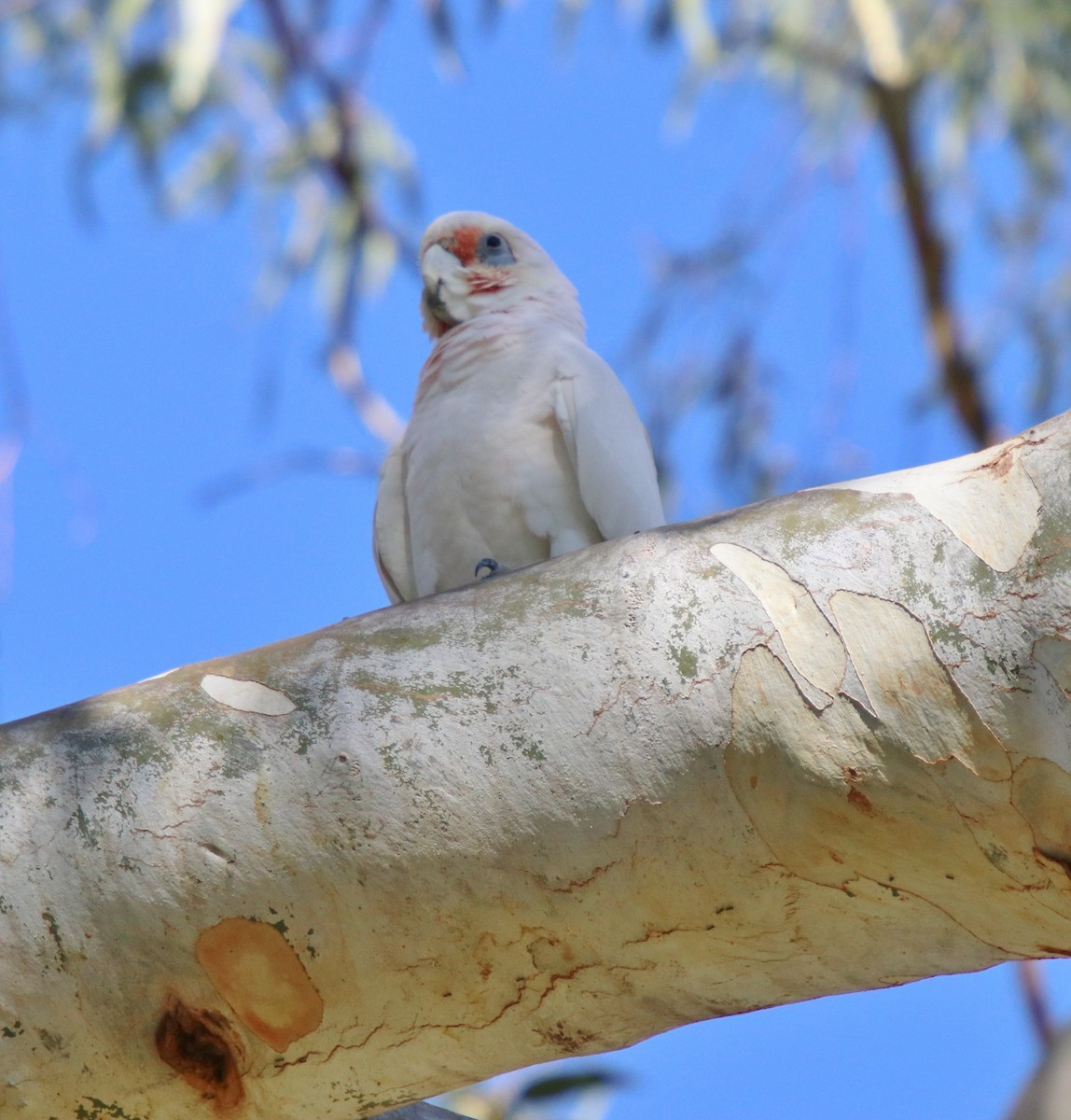 Little Corella - ML93063591