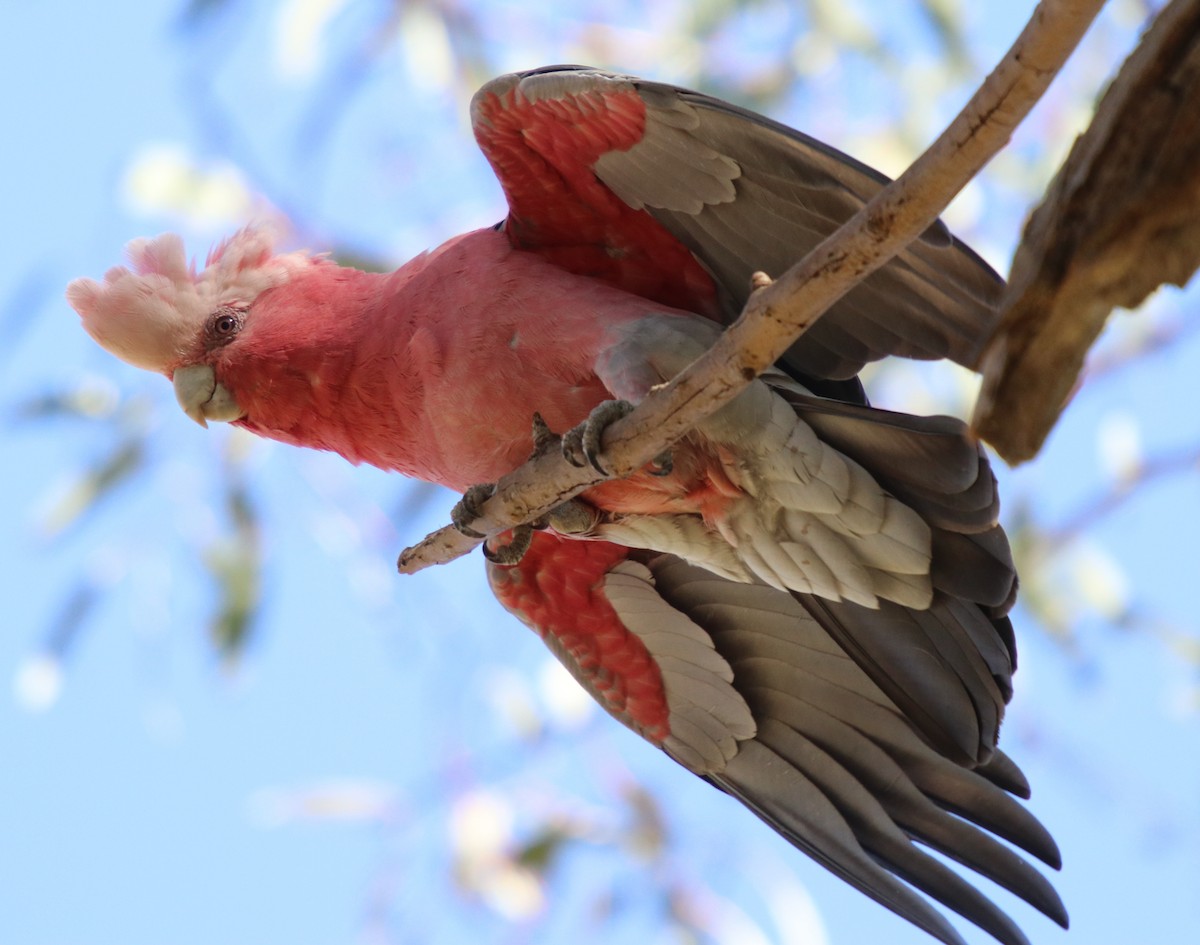 rosenkakadu - ML93063651