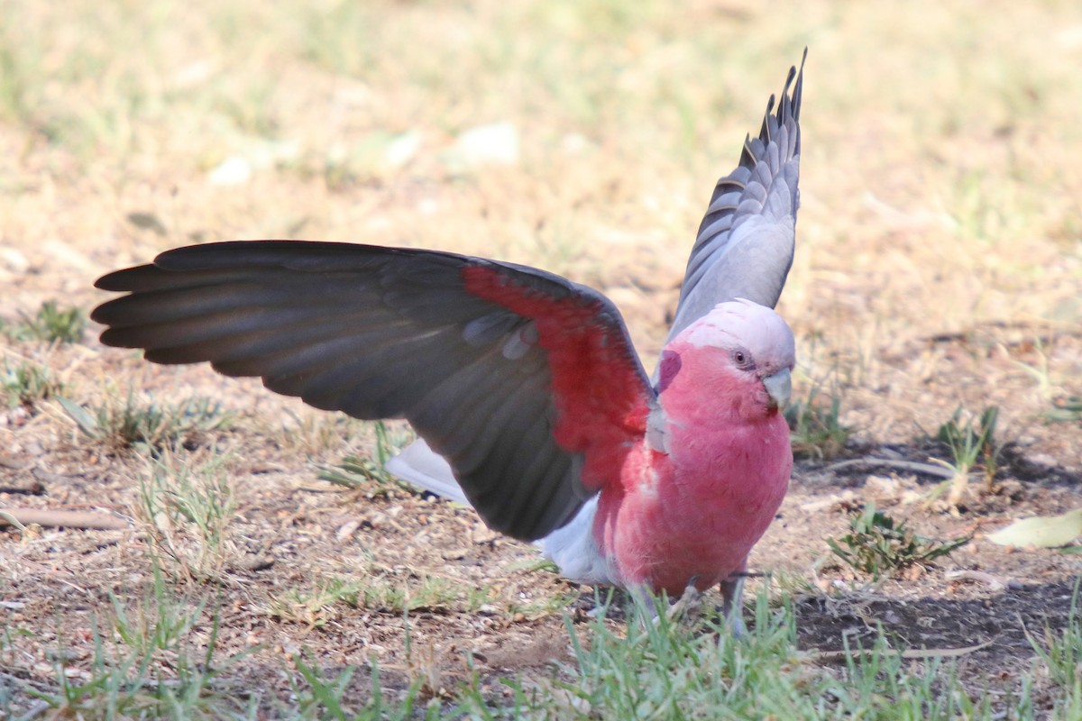 Galah - ML93063721