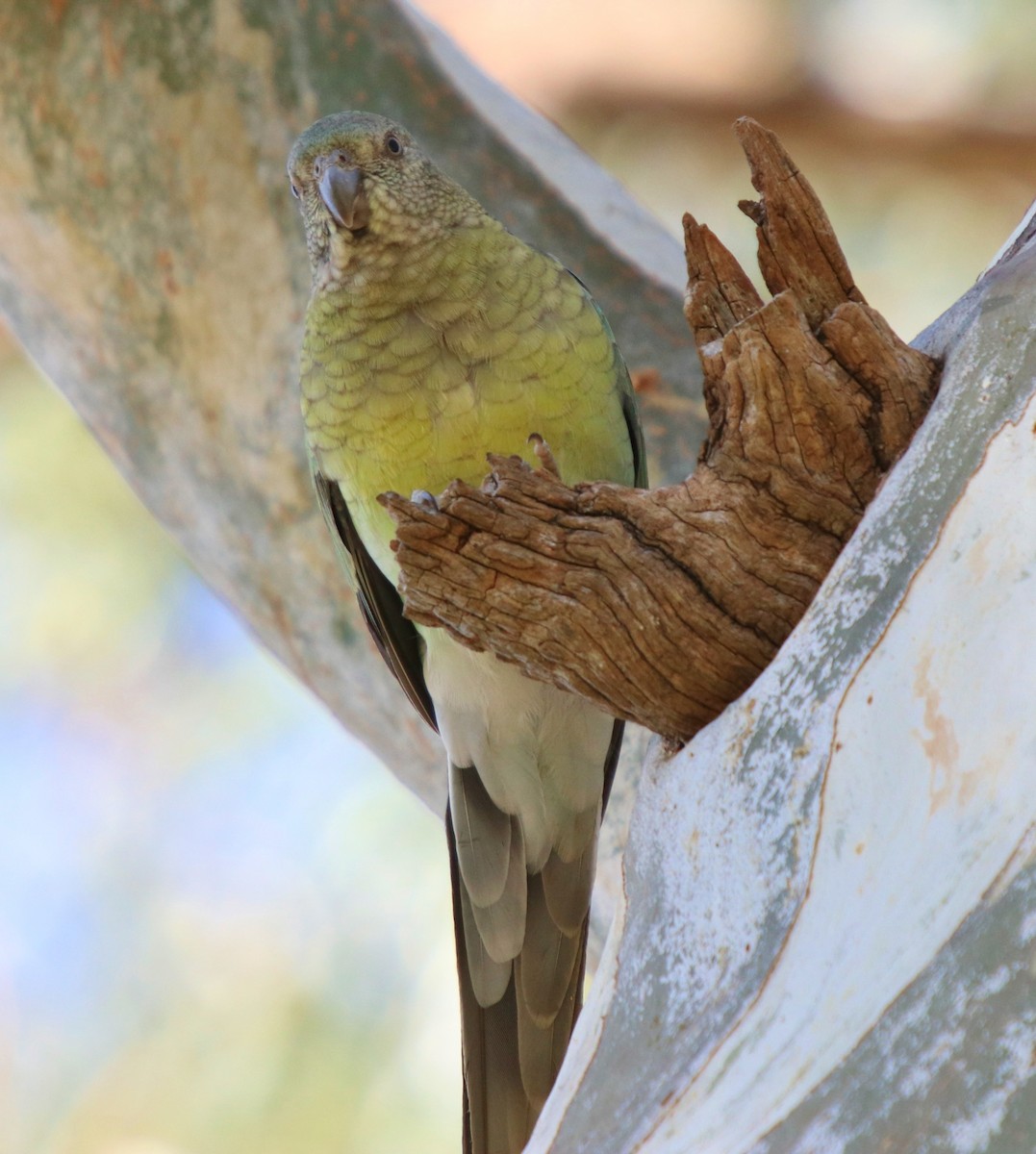 Red-rumped Parrot - ML93063981