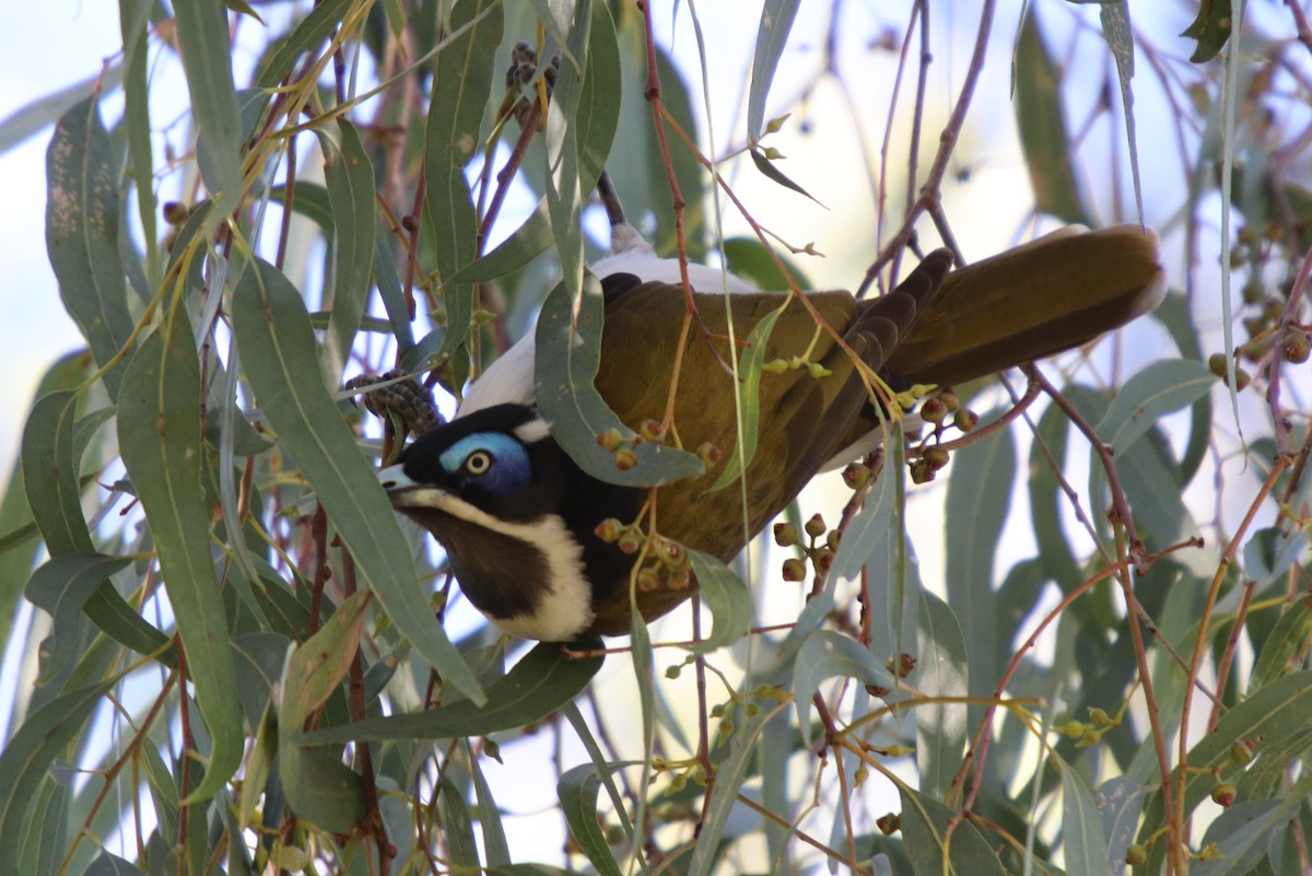 Blue-faced Honeyeater - ML93064051