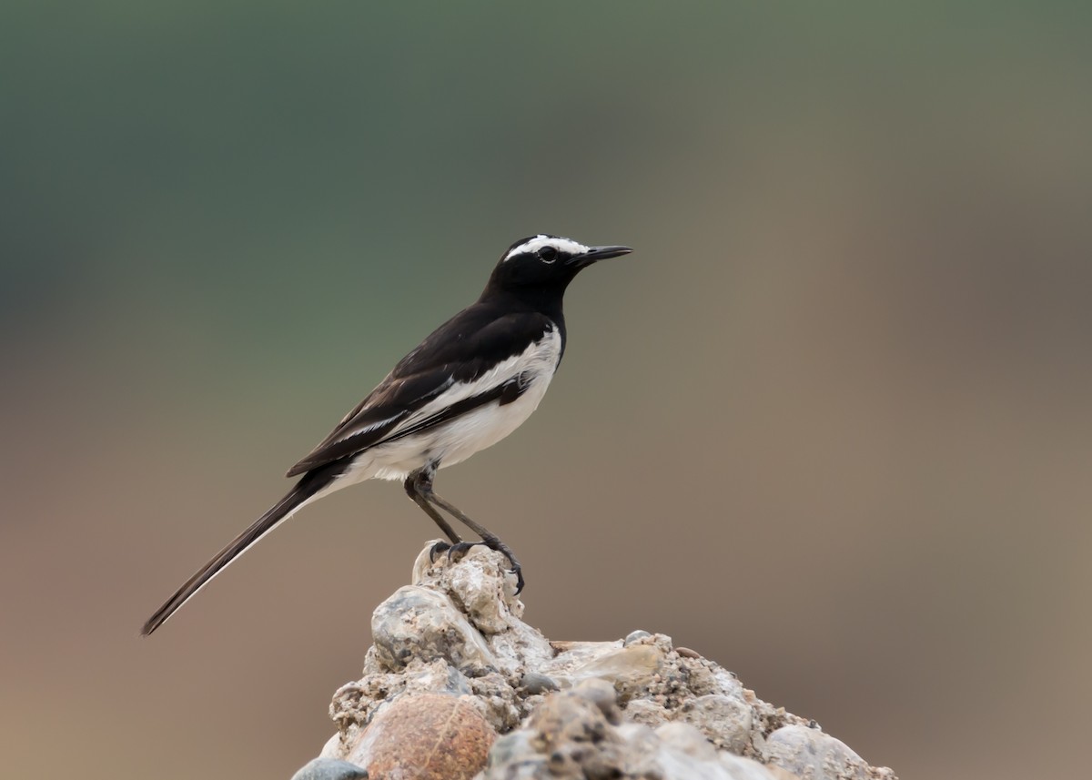 White-browed Wagtail - Ramesh Desai