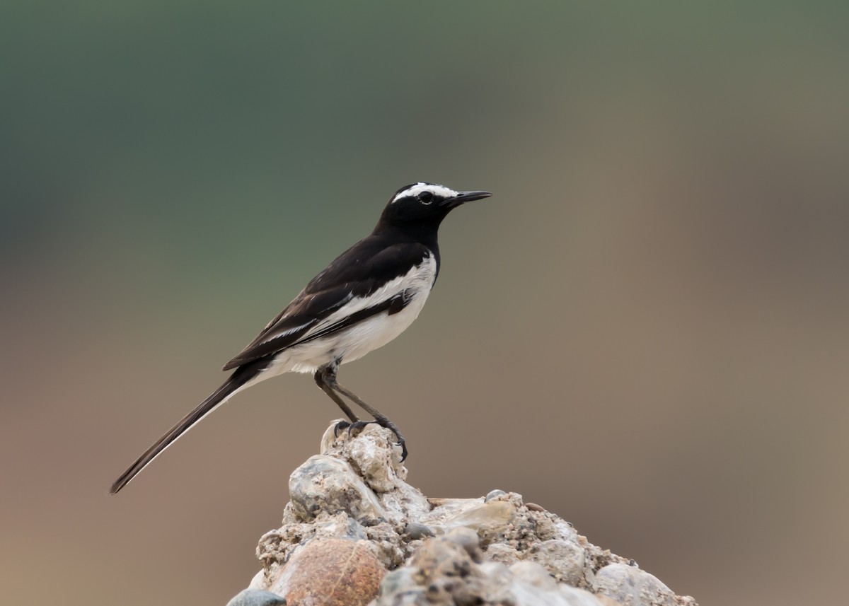 White-browed Wagtail - ML93064961