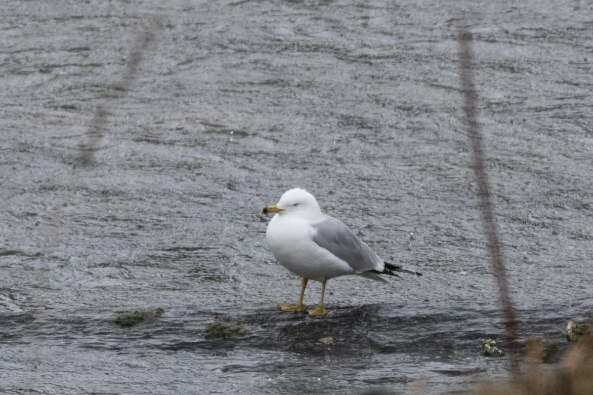 Ring-billed Gull - Kent McFarland