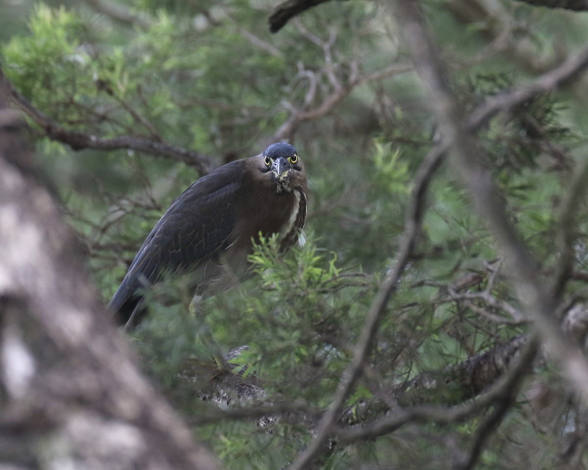 Striated Heron - ML93066731