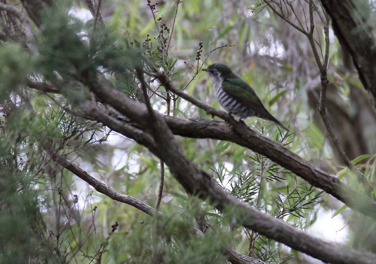 Shining Bronze-Cuckoo - ML93067071