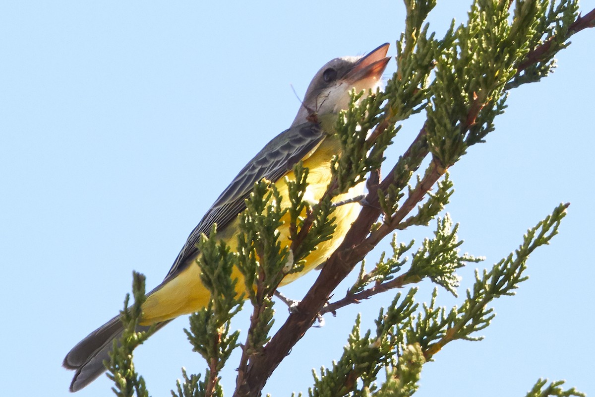 Tropical Kingbird - ML93067281