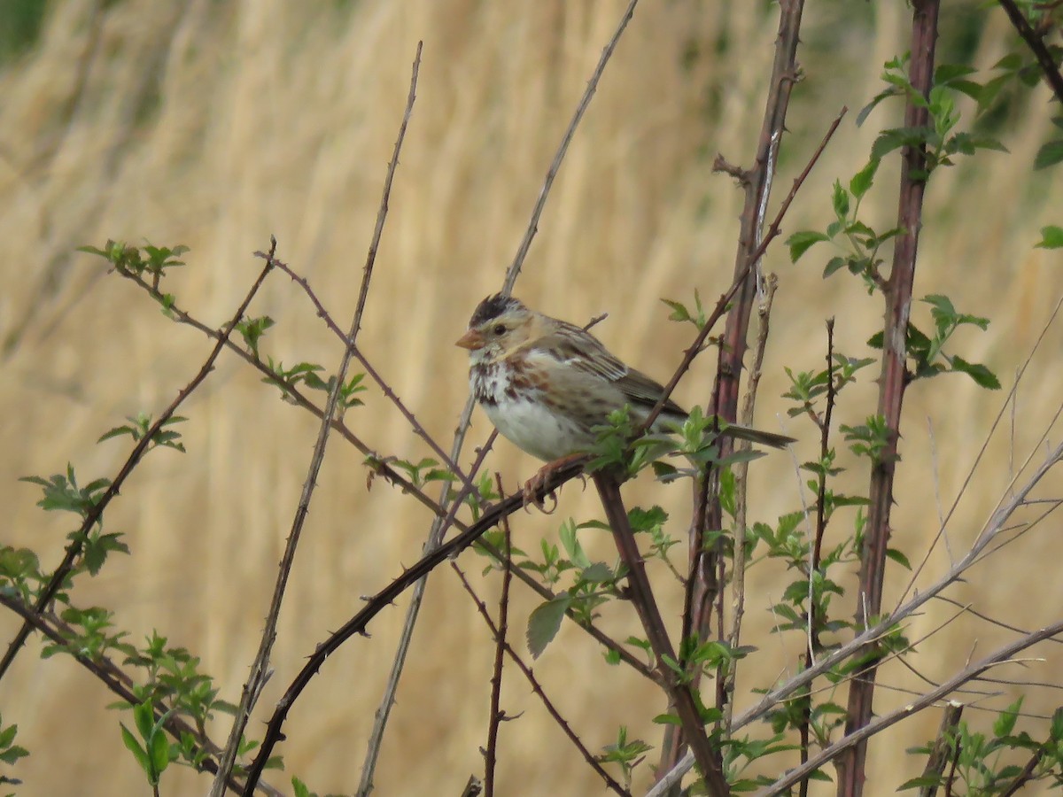 Harris's Sparrow - ML93067821