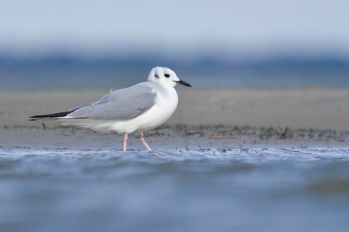 Bonaparte's Gull - Daniel Irons