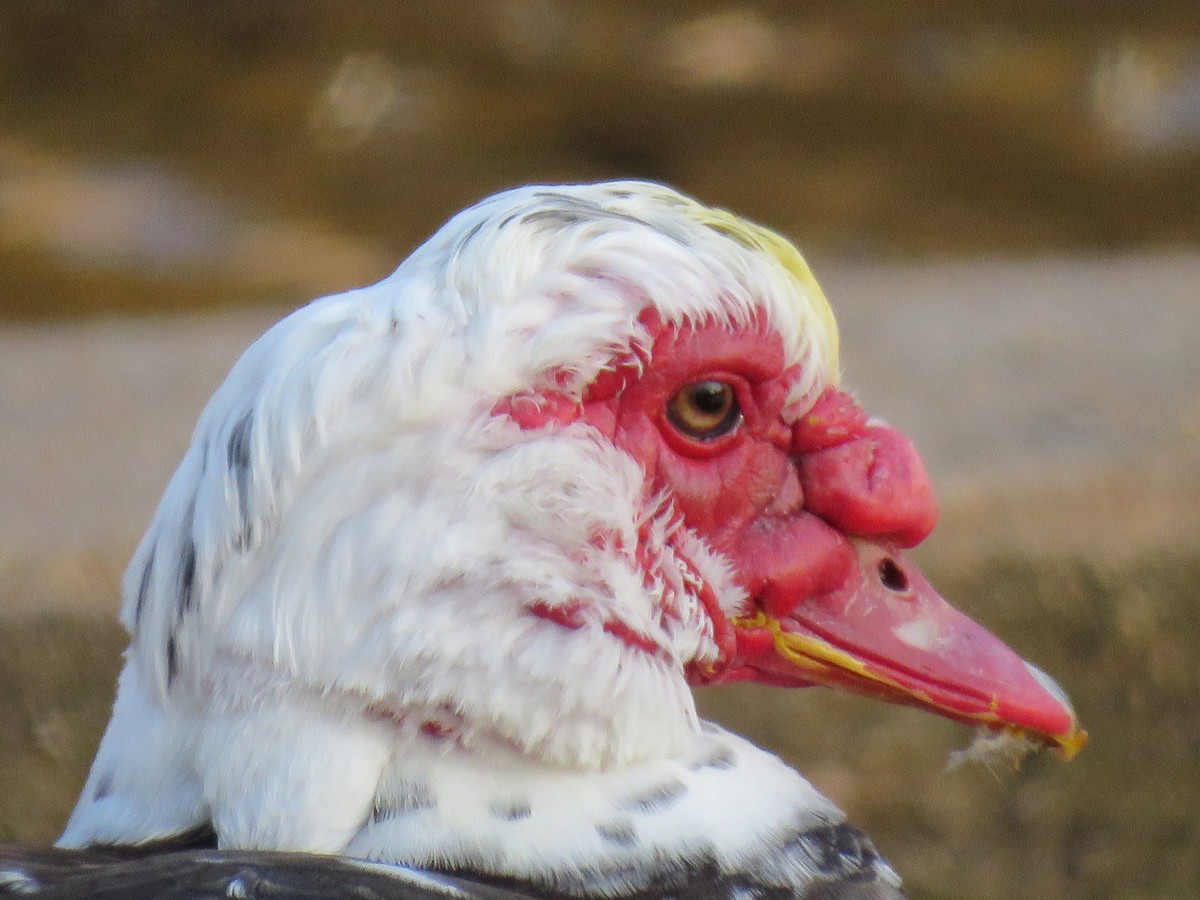 Muscovy Duck (Domestic type) - ML93074471