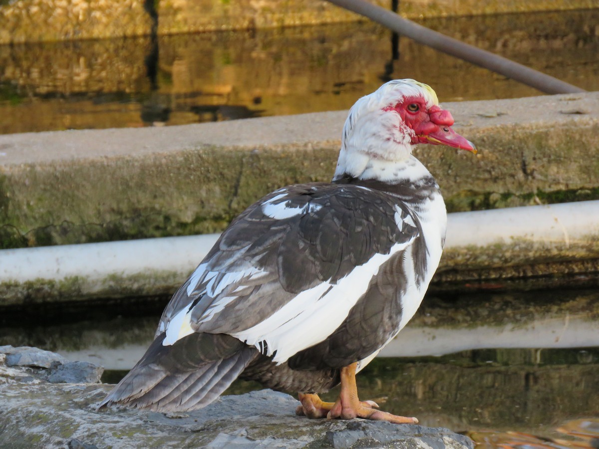 Muscovy Duck (Domestic type) - ML93074481