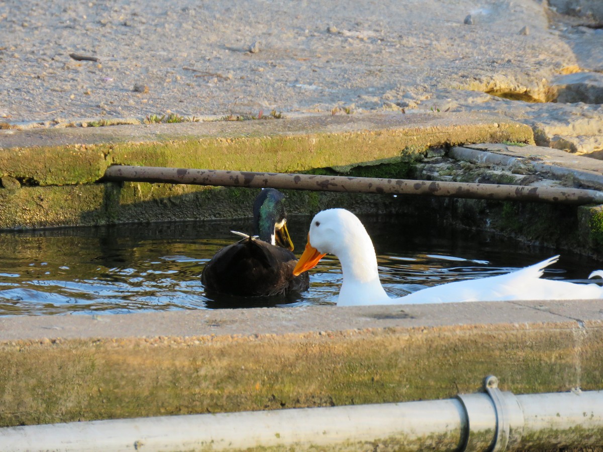 Mallard (Domestic type) - ML93074881