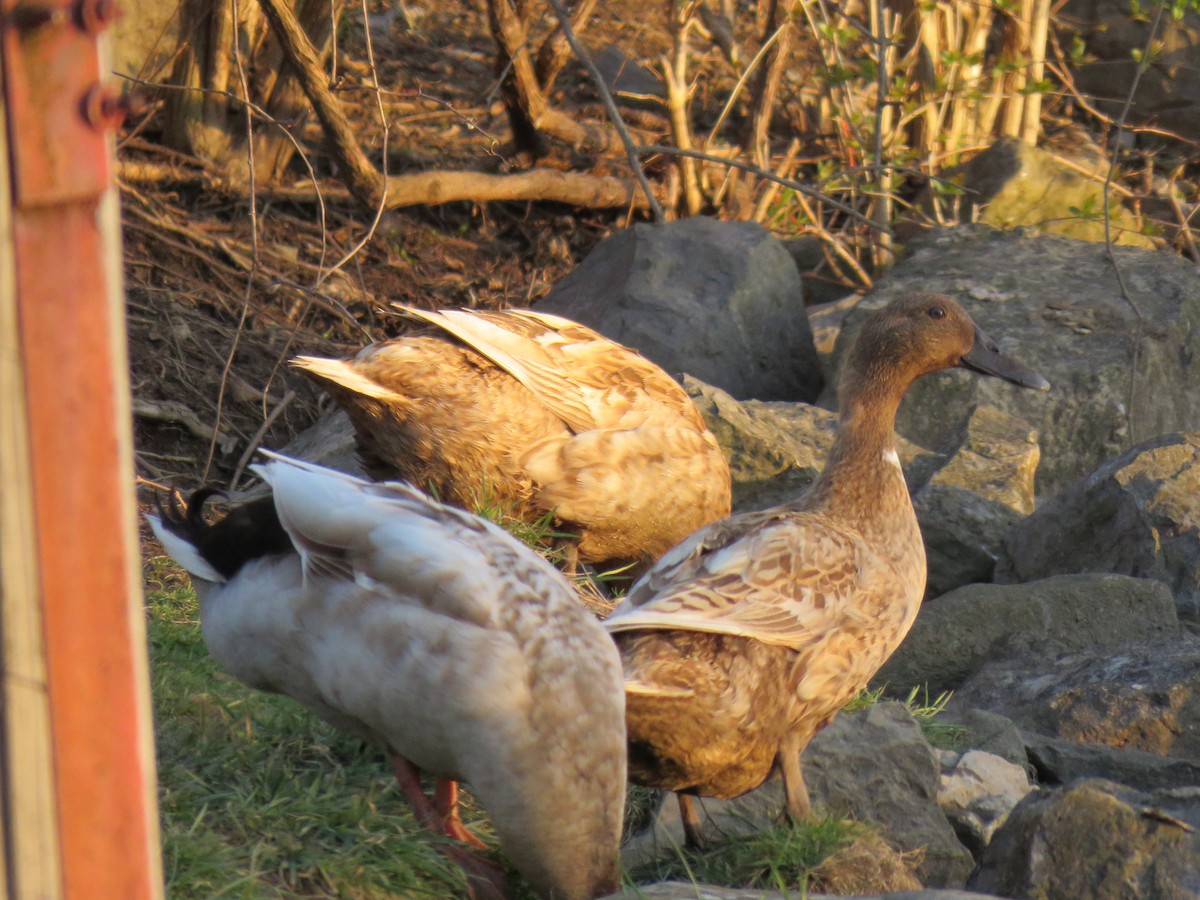 Mallard (Domestic type) - ML93074901