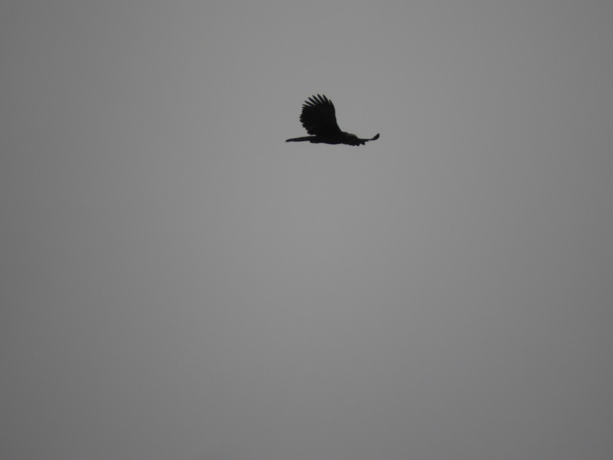 Чёрный хохлатый орёл - ML93074921