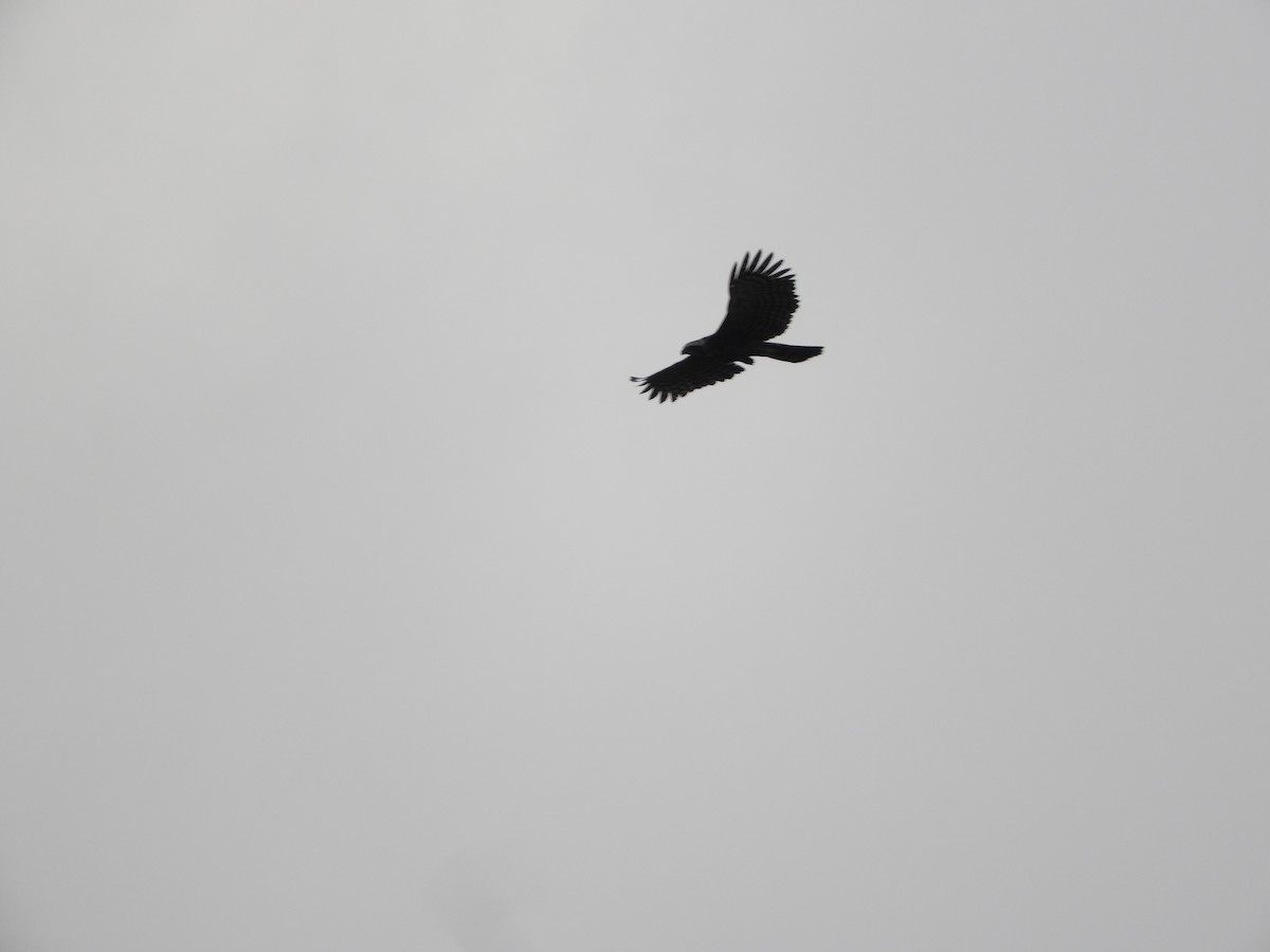 Чёрный хохлатый орёл - ML93074931