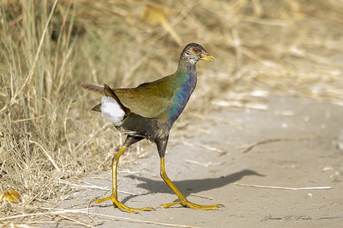 Purple Gallinule - Jerome Foster