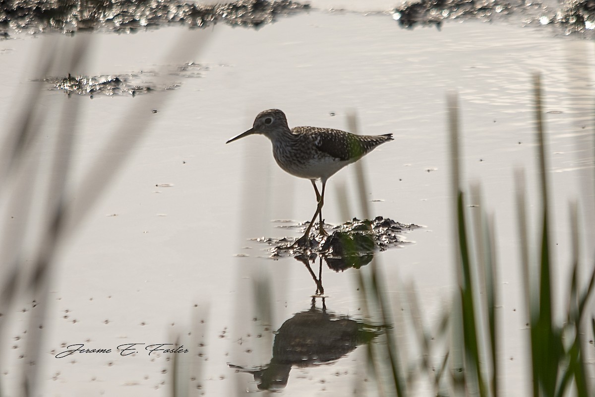 Solitary Sandpiper - Jerome Foster