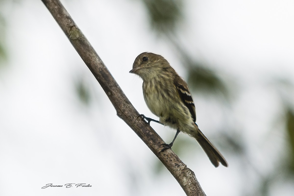 Bran-colored Flycatcher - Jerome Foster