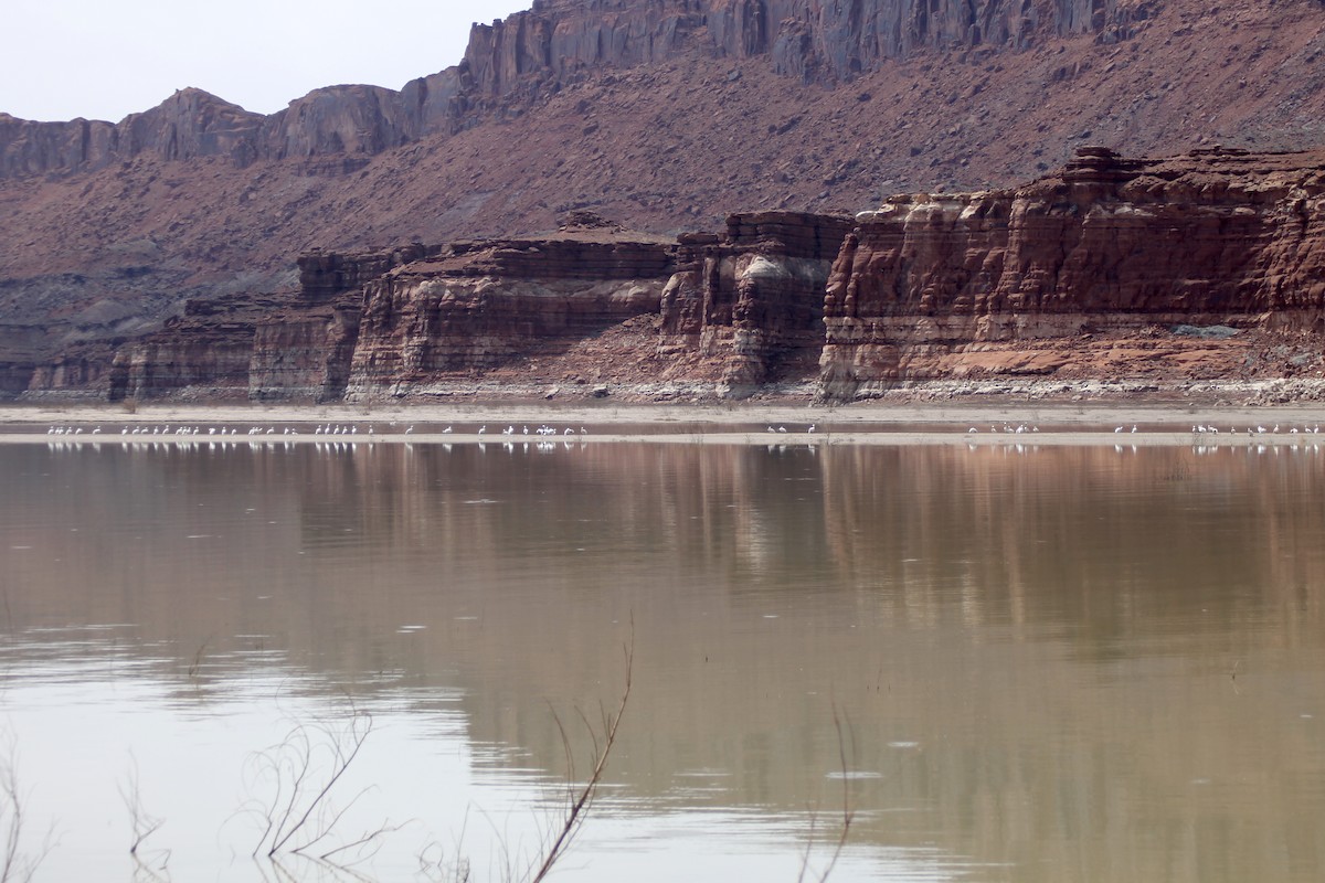 American White Pelican - ML93077161