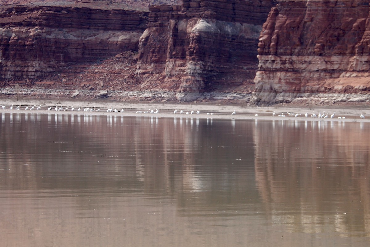 American White Pelican - ML93077181