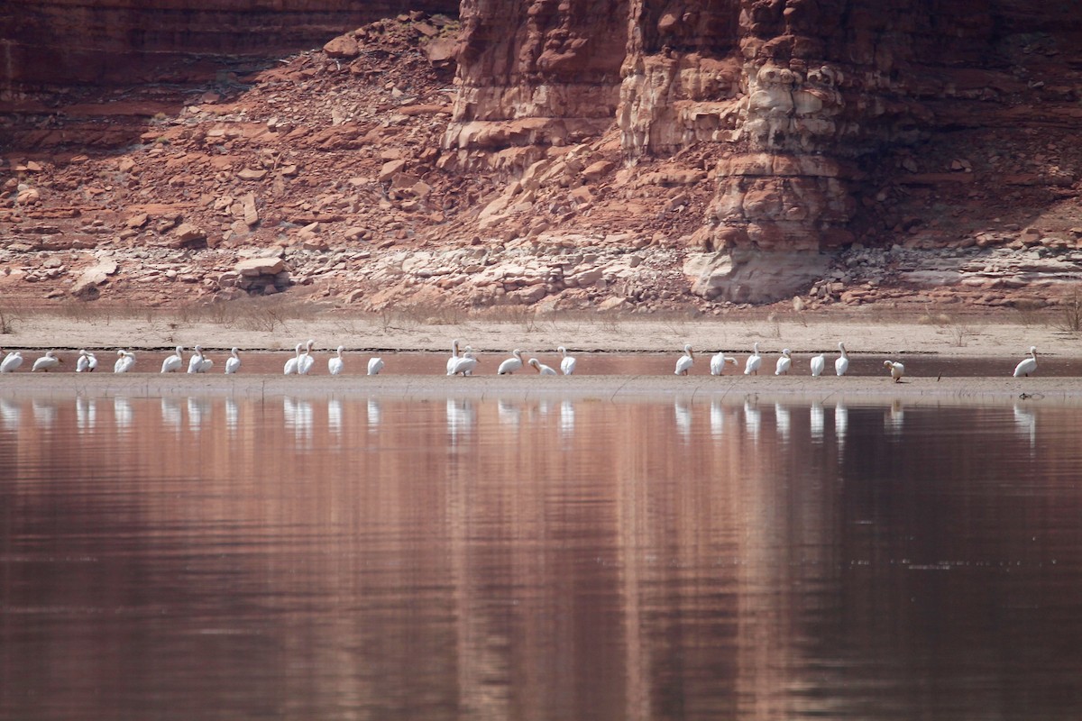 American White Pelican - ML93077201