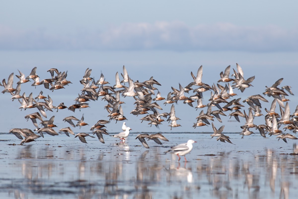 Piovanello maggiore - ML93078901