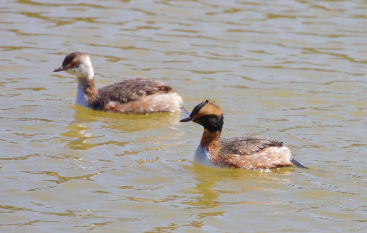 Horned Grebe - ML93079461