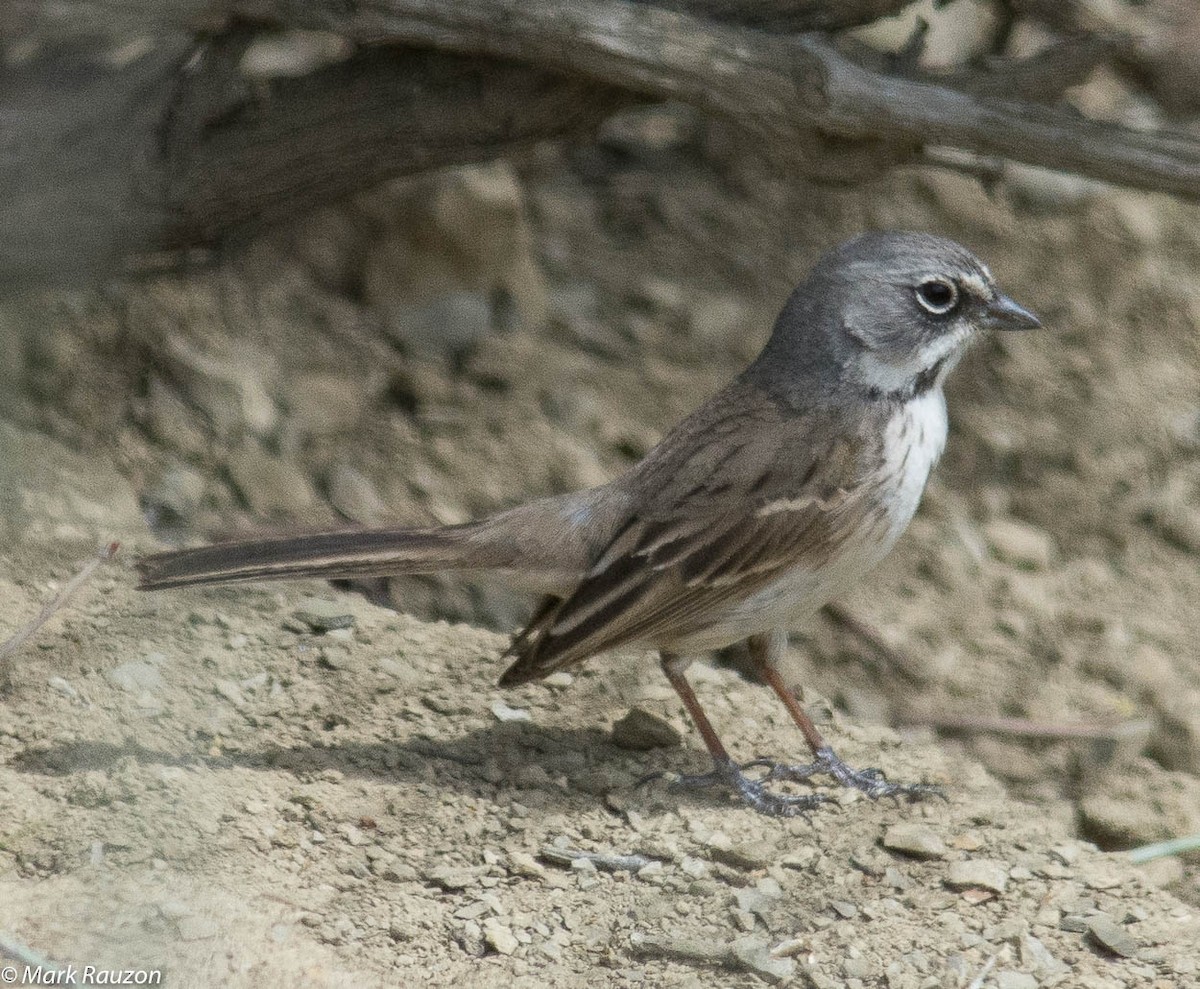 Bell's Sparrow - Mark Rauzon