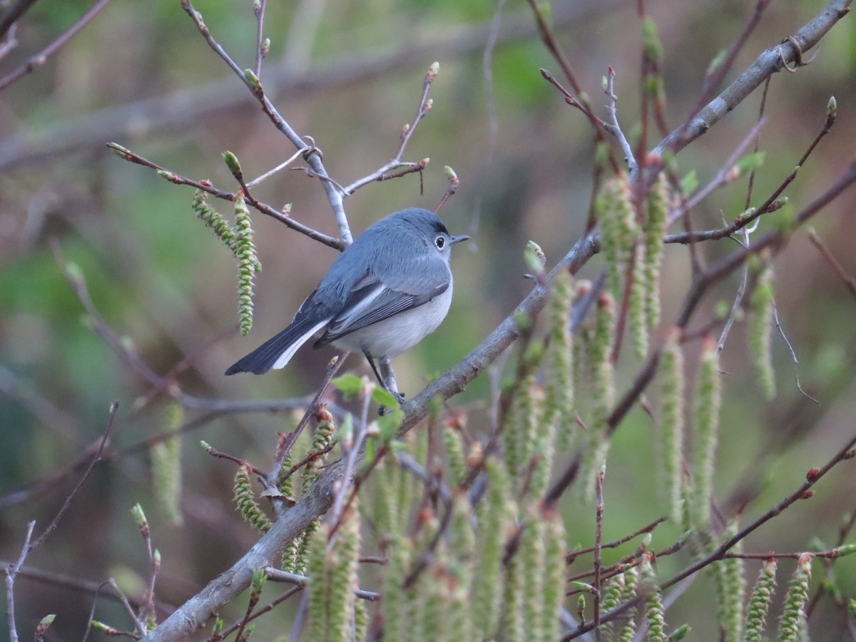 Gobemoucheron gris-bleu - ML93080331