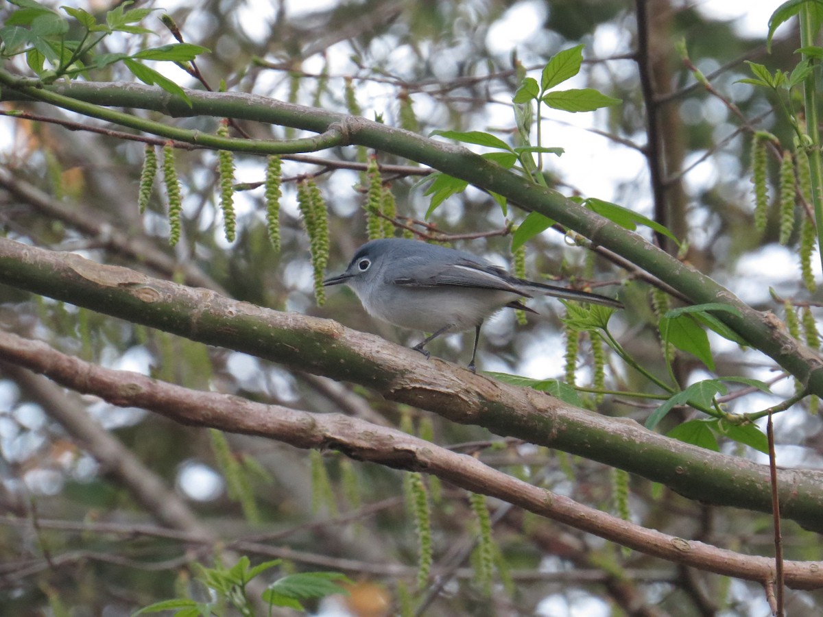 Blue-gray Gnatcatcher - Mark Kosiewski