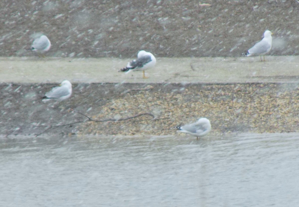 Lesser Black-backed Gull - ML93080641