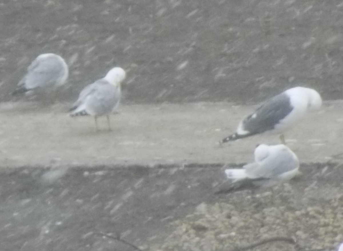 Lesser Black-backed Gull - ML93080661