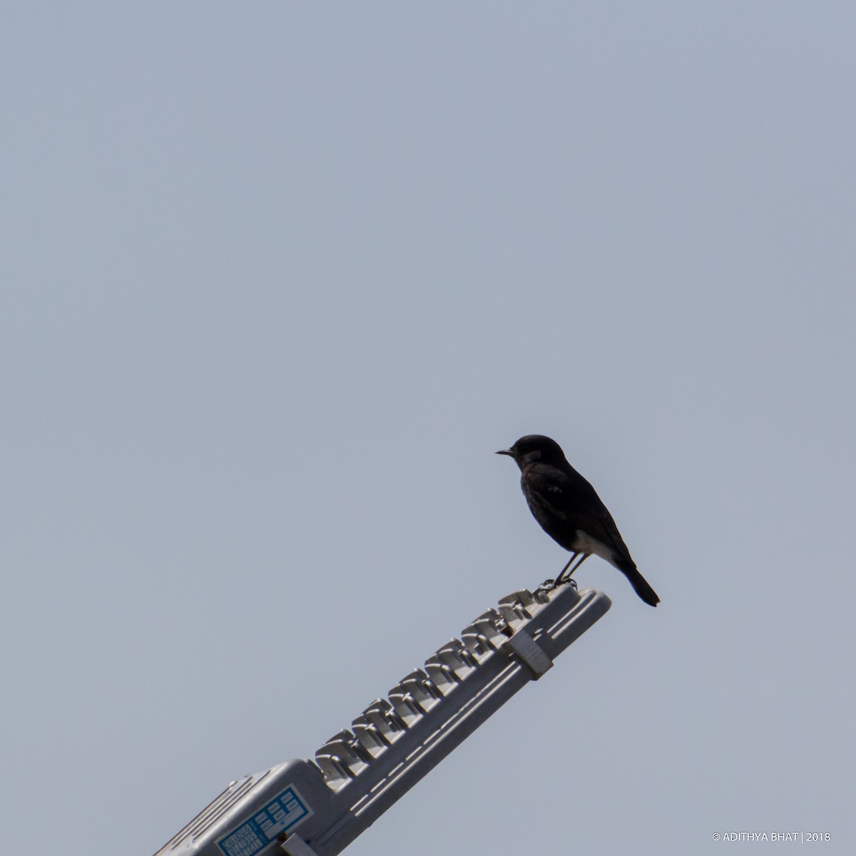 Variable Wheatear - ML93082481