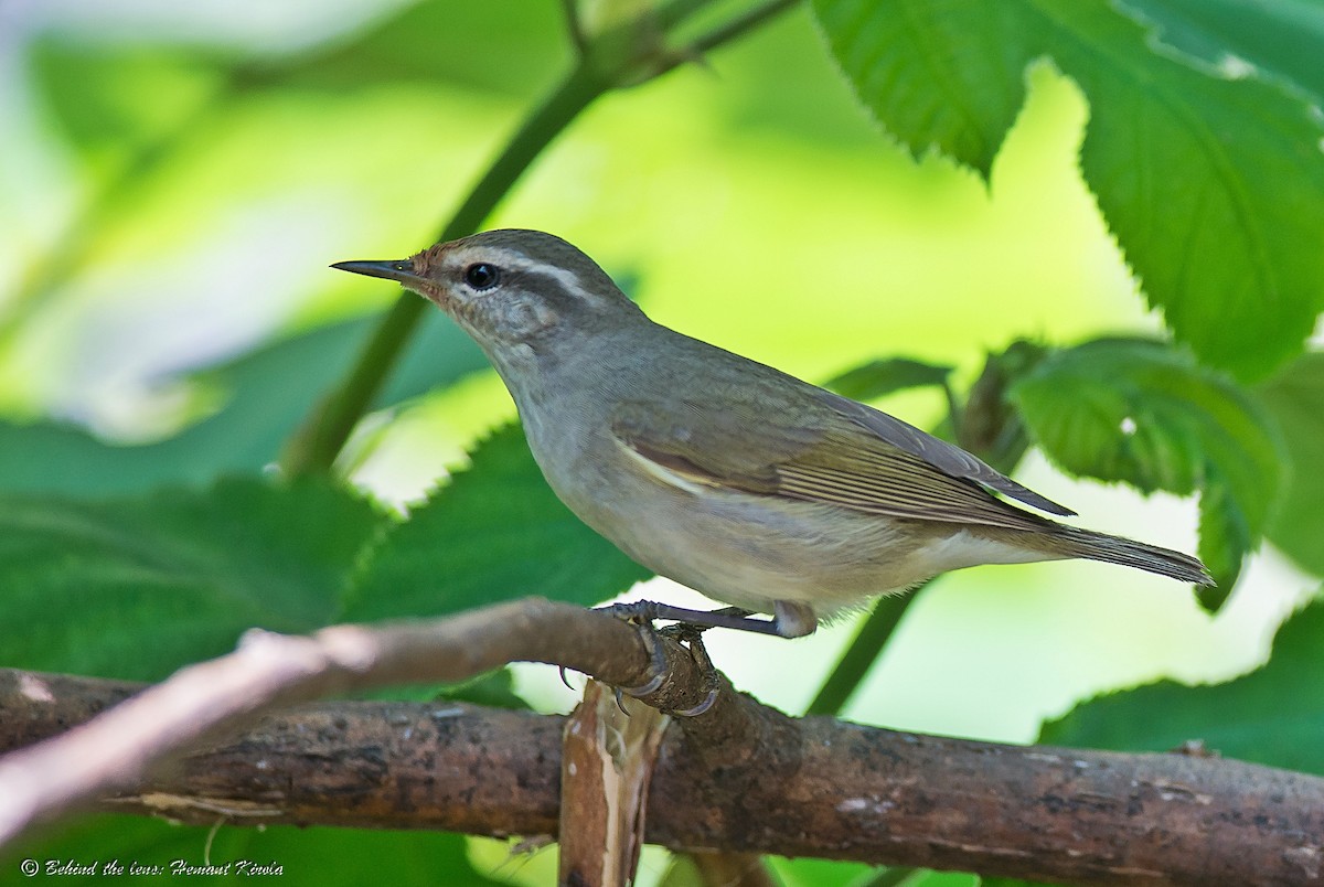 Tytler's Leaf Warbler - Hemant Kirola