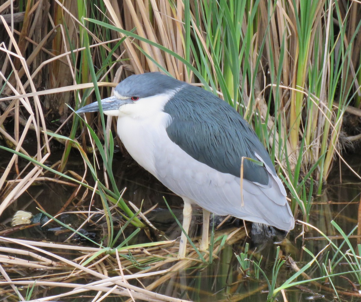Black-crowned Night Heron - Chris O'Connell