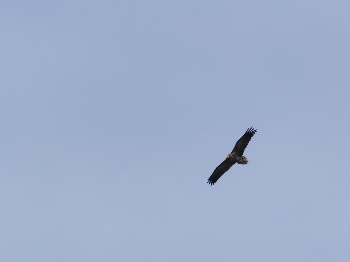 Egyptian Vulture - ML93085791