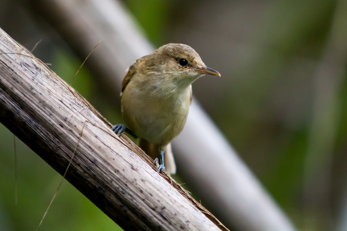 Henderson Island Reed Warbler - ML93088301