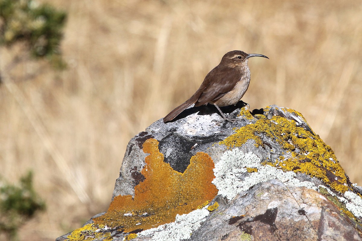 Buff-breasted Earthcreeper (Plain-breasted) - Stephen Gast
