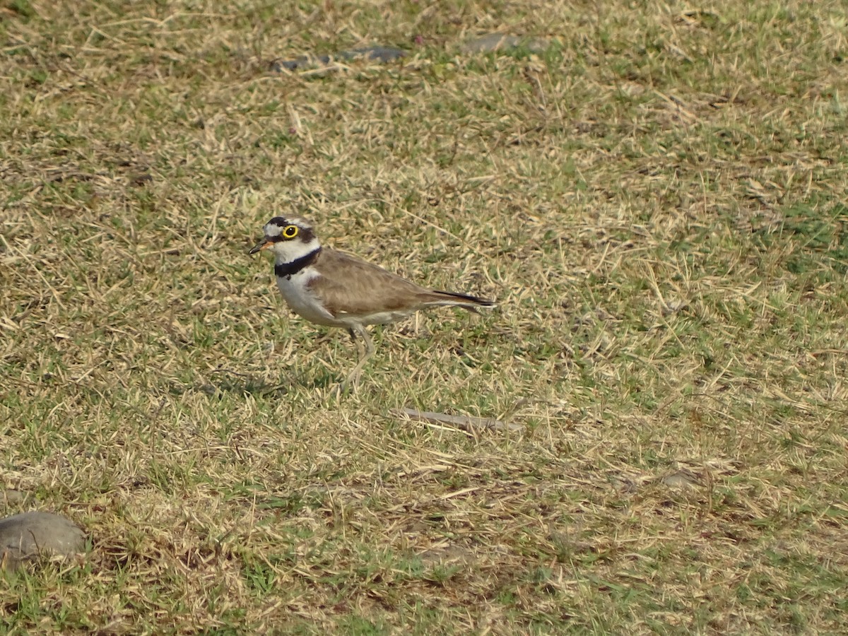 Little Ringed Plover - Suresh  Rana