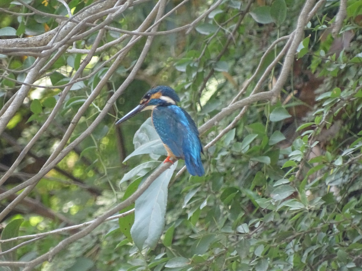 Common Kingfisher - Suresh  Rana