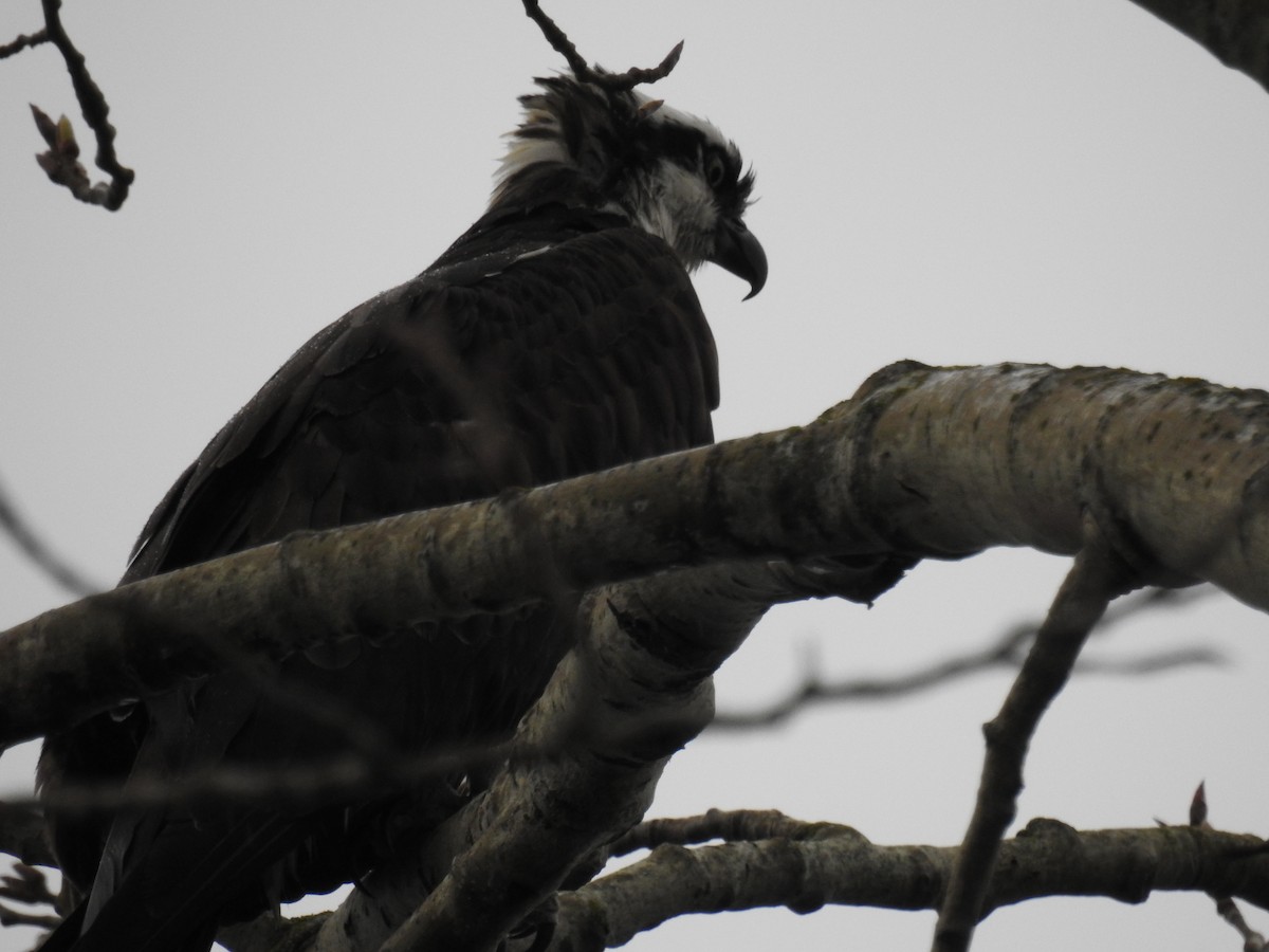 Águila Pescadora - ML93092531