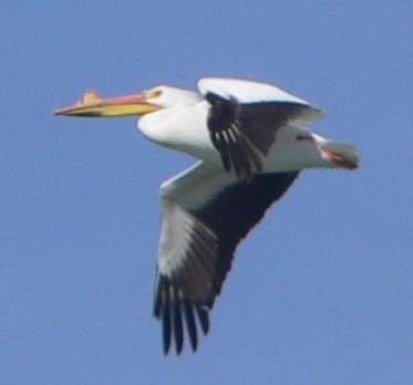 American White Pelican - ML93093181