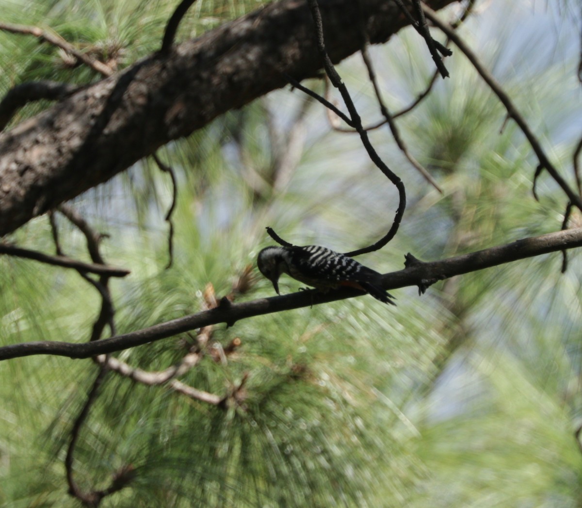 Gray-capped Pygmy Woodpecker - Suresh  Rana