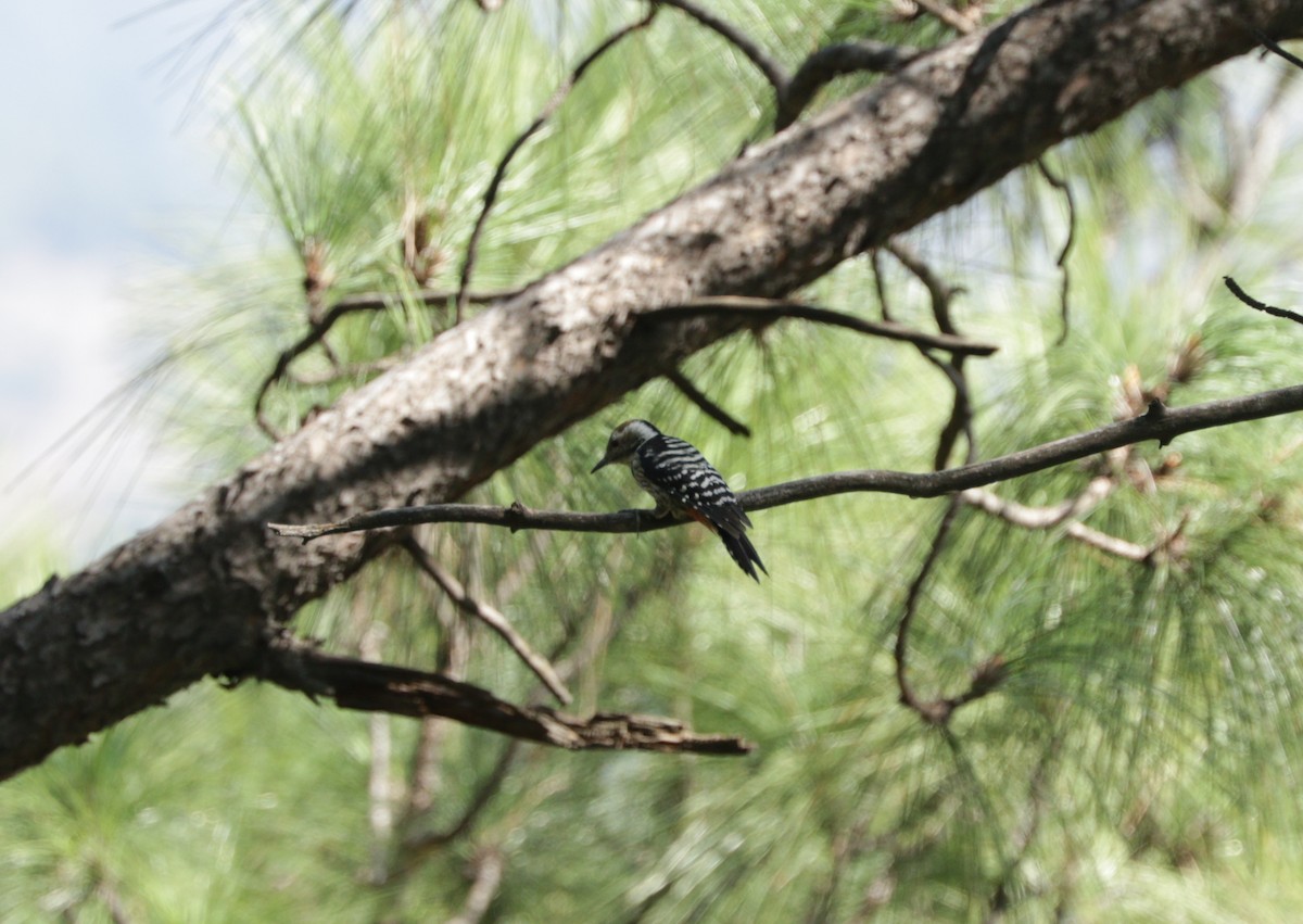 Gray-capped Pygmy Woodpecker - Suresh  Rana
