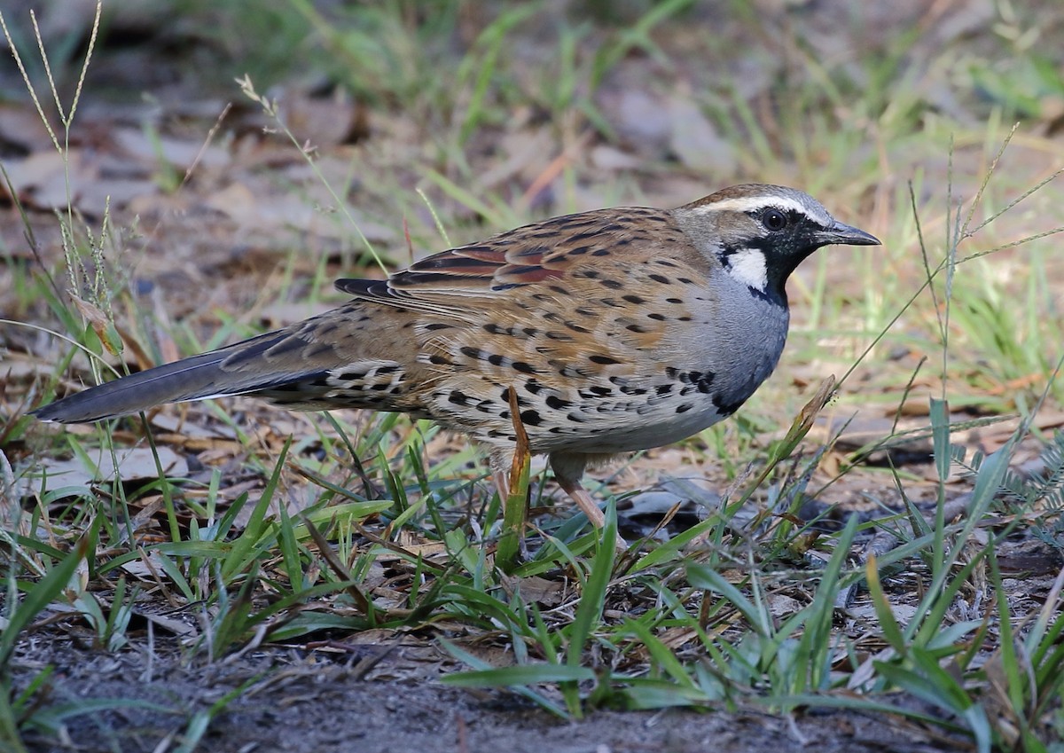 Spotted Quail-thrush - ML93096171