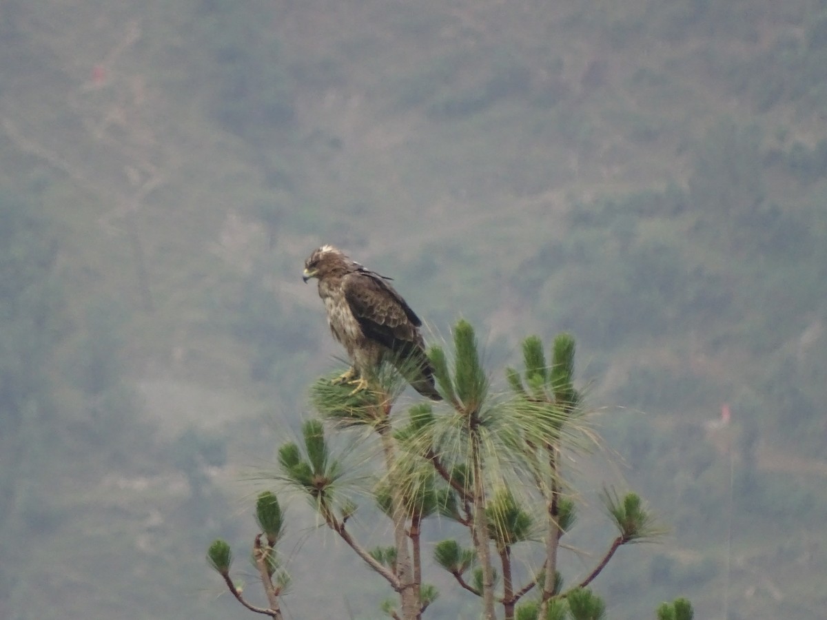 Bonelli's Eagle - ML93096521