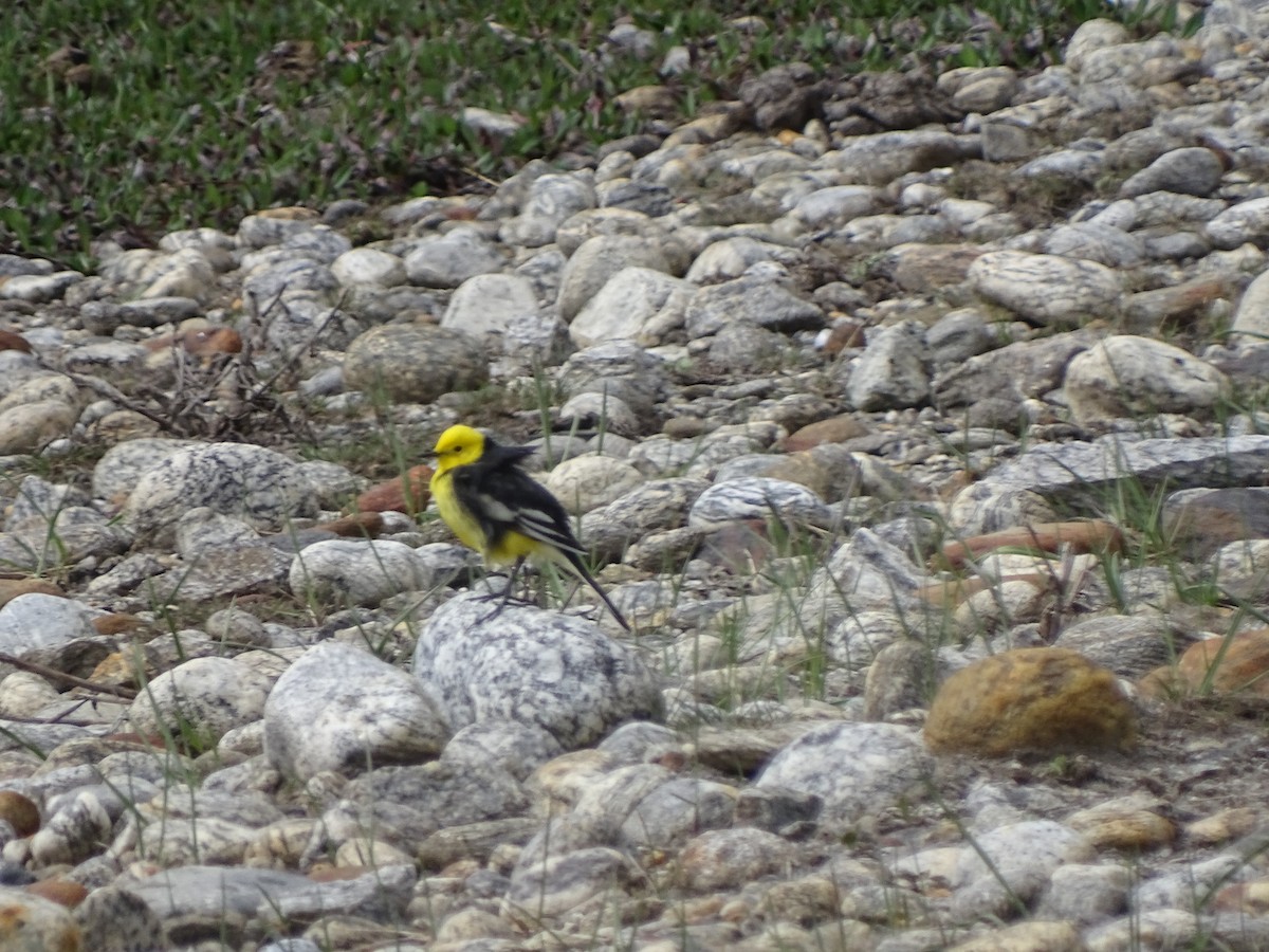 Citrine Wagtail - Suresh  Rana