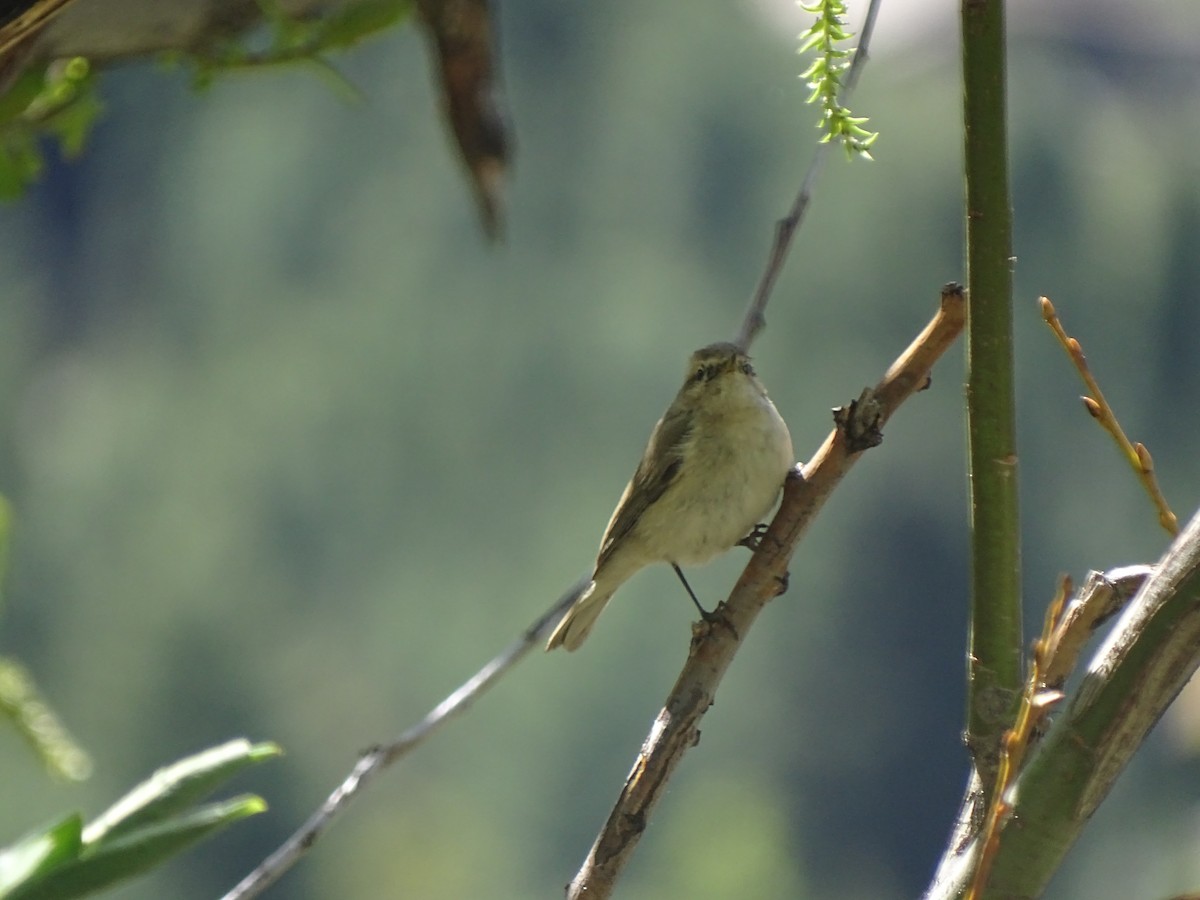 Mountain Chiffchaff - ML93098091